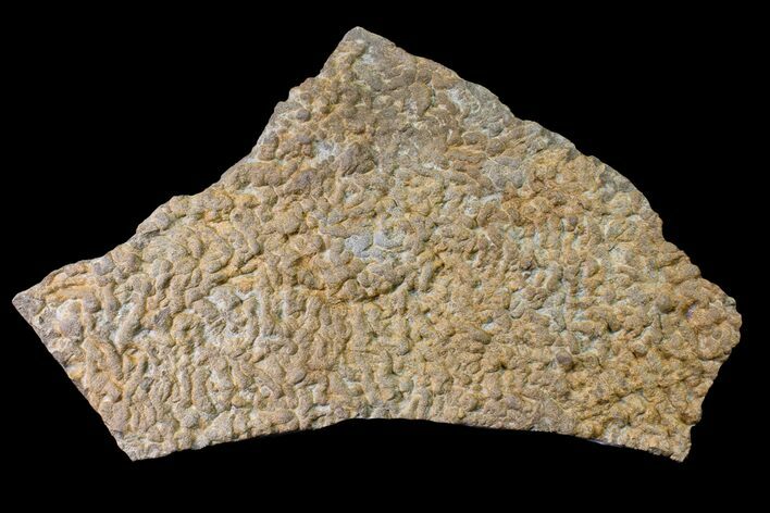 Pennsylvanian, Fossil Microbial Mat - Oklahoma #155978